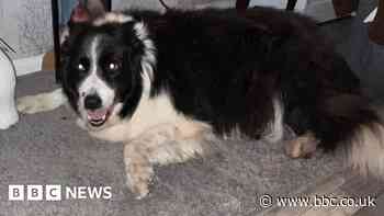 Drone used in search for Solihull dog missing for 12 days