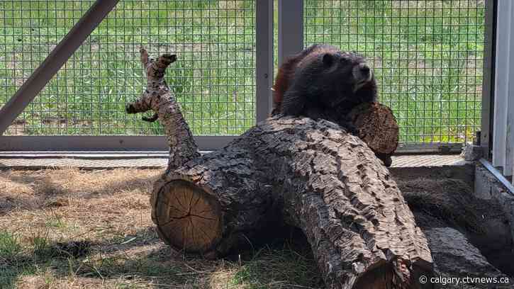 Wilder Institute welcomes new Vancouver Island marmot pups