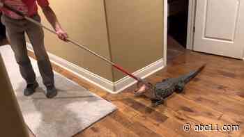 Louisiana couple gets late-night surprise visit from alligator