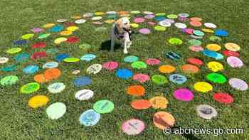 WATCH:  Labrador retriever has a knack for finding lost frisbees