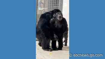 WATCH:  Chimp caged for decades ‘in awe’ after seeing open sky for first time
