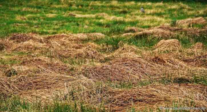 Wissenschaftsstadt Darmstadt lässt ab Ende Juni in Darmstadt und Umgebung Mahdexperimente durchführen