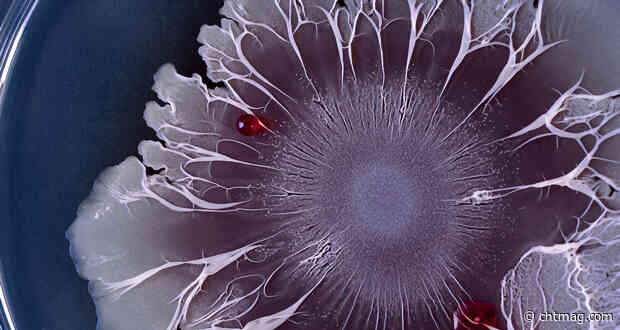 Everything you need to know about ‘biofilms’