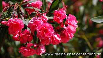 Wenn der Oleander die Triebe hängen lässt, ist oft die falsche Pflege schuld