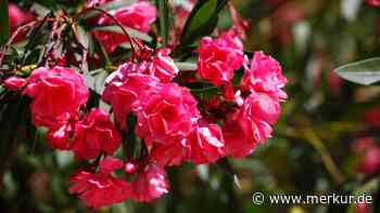 Oleander lässt Triebe hängen? Welche Ursachen es gibt und wie Sie das Problem lösen