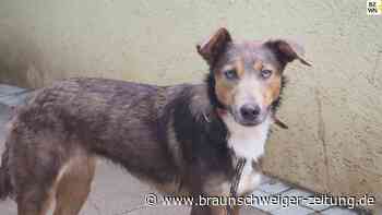 Die beiden Schwestern Donna und Lotta suchen ein neues Zuhause