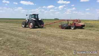 Some Sask. farmers' crops 'looking grim' from dry conditions while others blessed with rain