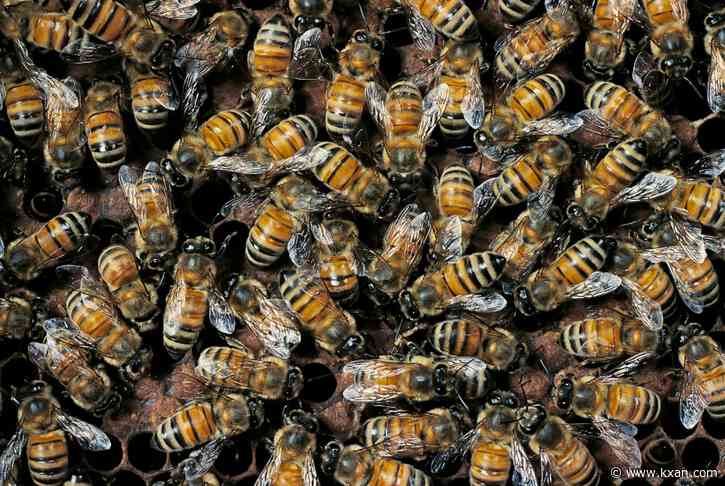 Honey bees more faithful than bumble bees when it comes to flower patches, study says