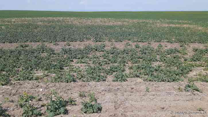 Southern Alberta county declares agricultural disaster