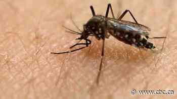 1st case of West Nile virus this year detected in Manitoba mosquitoes