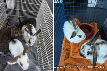 Six rabbits abandoned outside Kentish Town City Farm