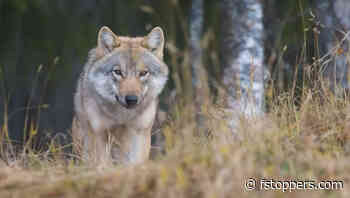 The Truth About Wildlife Photography