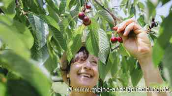 Mondkalender Juli 2023: Wann muss was im Garten gemacht werden?