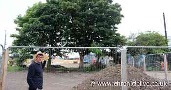 Northumberland County Council accused of 'greenwashing' as mature trees set to be cut down in Blyth Energy Campus development