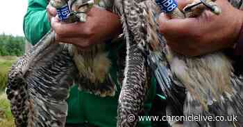 Kielder osprey chicks are ringed to help tracking around the world