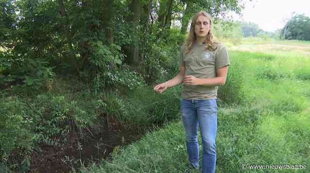 Natuurpunt beschuldigt 'Watering Schulensbroek' van sabotage in Vallei van de Zwarte Beek