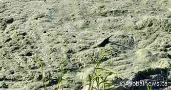 Alberta Health Services issues blue-green algae advisory for several lakes