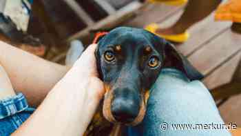 Rührendes Video: Senior führt Dackel Gassi – treuer Begleiter nimmt Rücksicht auf sein gebrechliches Herrchen