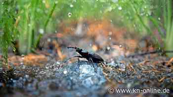 Green Screen: Naturfilmnacht in Kiel zeigt beeindruckende Bilder