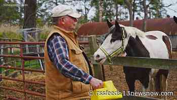 Beloved Chincoteague horse ranch to be preserved through museum purchase
