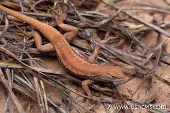 Rare Lizard Found in Major US Oil Patch Proposed as Endangered Species