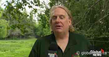 Saskatoon zoo fosters zebras by special request from Saskatchewan government