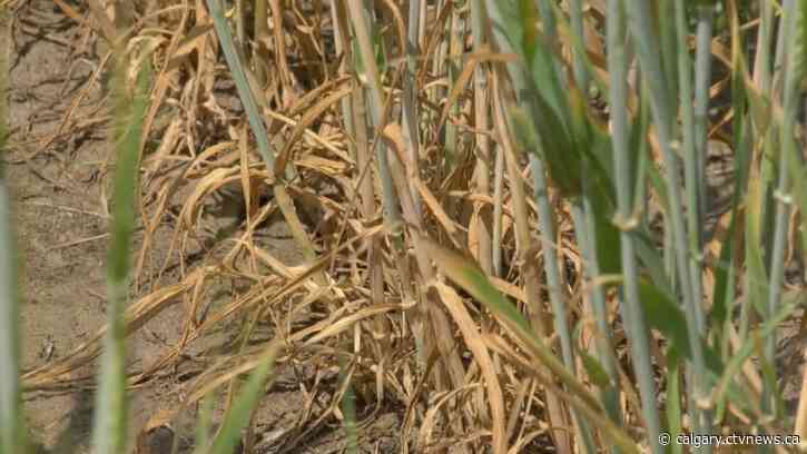 2 counties in southern Alberta have declared agricultural disasters