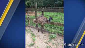 Is this your emu? Sampson County Sheriff's Office looking for owner of lost emu