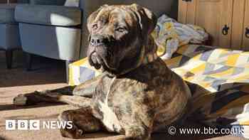 Portsmouth dog has 'risky' op after eating 14 screws