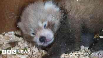 Paradise Wildlife Park's red panda cub moves zoos
