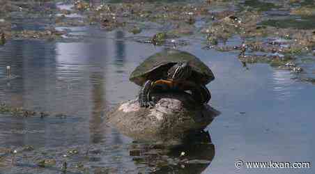 What's in the water? Toxic algae thriving