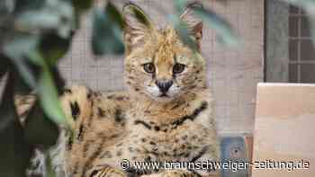 Raubkatze in Bad Kreuznach ausgebüxt