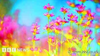 MDMA: Australia begins world-first psychedelic therapy