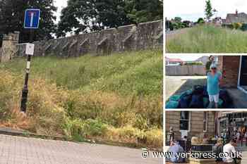 York's grass verges: trimming delayed by lack of resources - council