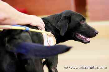 Elle assure que son chien d’assistance a été refusé dans le bus, le conducteur dépose plainte
