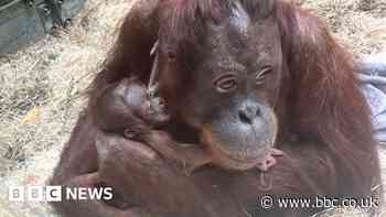 Blackpool Zoo sees birth of first orangutan for 20 years