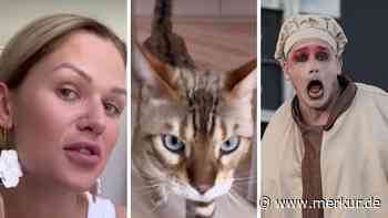 „Ich bin sprachlos“: Sara Kulka wegen Kater Rammstein heftig angefeindet