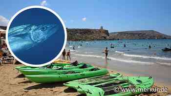 Thunfisch-Attacke am Strand – Menschen geraten in Panik und flüchten