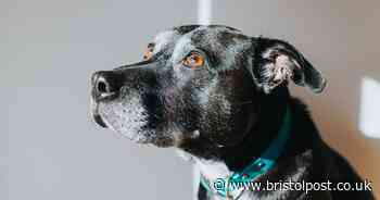 50,000 dogs dumped in three years as one breed tops the list