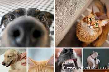 Dog and cat owners urged to follow these 6 pet checks