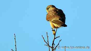 Thüringen: Turmfalkenküken schlüpfen unterm Dach des Umweltministeriums