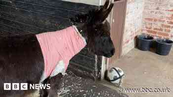 Miniature donkey given new lease of life with pacemaker