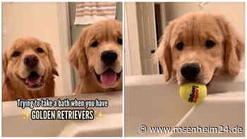 Golden-Retriever-Duo bringt mit Baderoutine das Netz zum Lachen - Frauchen verzweifelt