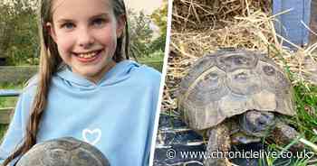 Northumberland family stunned as missing pet tortoise turns up two years later – five miles away