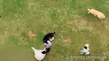 Two men arrested after guard dogs escape Toronto business, attack mother and daughter: police