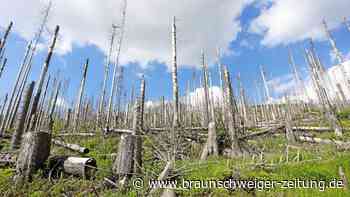 Herausforderungen angehen: Experten sichten Nationalpark Harz