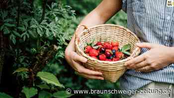 Beeren: Heilpflanzenexperte verrät überraschenden Nutzen