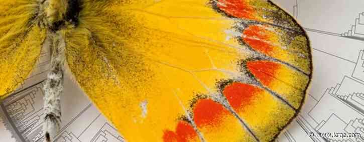 Where do butterflies come from? Scientists discover origin of species