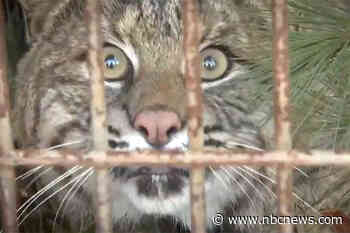 Bobcat attacks camp leader sleeping in hammock in Connecticut