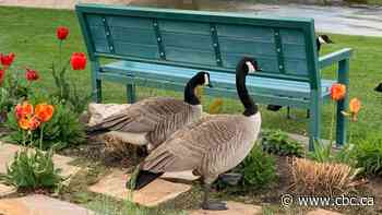 Peachland, B.C., is looking for doggy volunteers to manage growing geese population